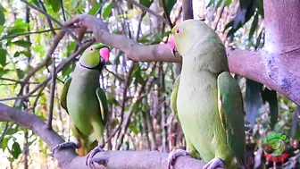 Indian Parrot Talking Videos Compilation