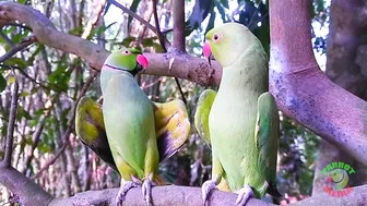 Indian Parrot Talking Videos Compilation