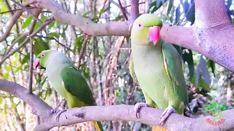 Indian Parrot Talking Videos Compilation