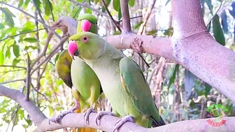 Indian Parrot Talking Videos Compilation