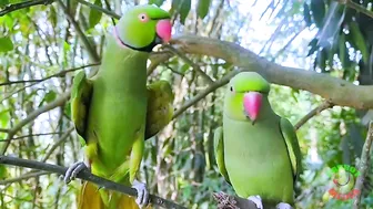 Indian Parrot Talking Videos Compilation