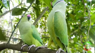 Indian Parrot Talking Videos Compilation