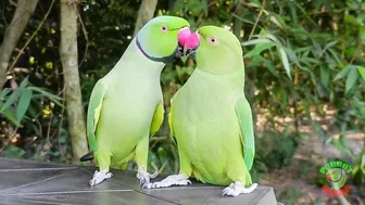 Indian Parrot Talking Videos Compilation