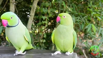 Indian Parrot Talking Videos Compilation