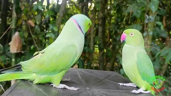 Indian Parrot Talking Videos Compilation