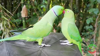 Indian Parrot Talking Videos Compilation