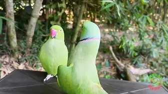 Indian Parrot Talking Videos Compilation