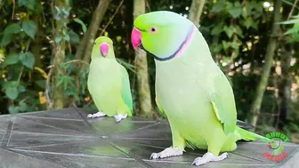 Indian Parrot Talking Videos Compilation