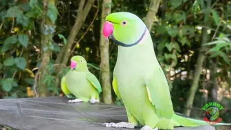 Indian Parrot Talking Videos Compilation