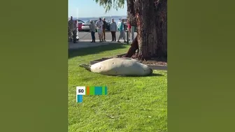 Sun-loving seal enjoys snooze by Tasmanian beach