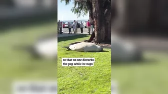 Sun-loving seal enjoys snooze by Tasmanian beach