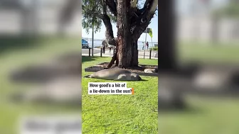 Sun-loving seal enjoys snooze by Tasmanian beach