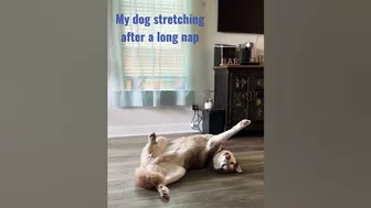 My dog stretching after a long nap ???????? #dog #dogs #doglife #husky #doglover #poppy #cutdog #سگ #