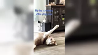 My dog stretching after a long nap ???????? #dog #dogs #doglife #husky #doglover #poppy #cutdog #سگ #