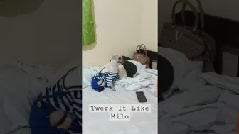 Just Twerk It Like Milo