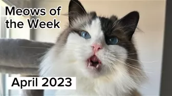 Eevee and Yoshi Meows of the Week Compilation - April 2023 (Weeks 17-21)