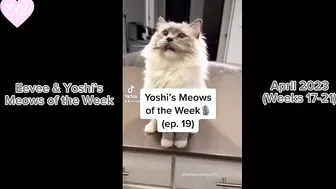 Eevee and Yoshi Meows of the Week Compilation - April 2023 (Weeks 17-21)