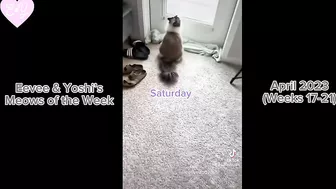 Eevee and Yoshi Meows of the Week Compilation - April 2023 (Weeks 17-21)