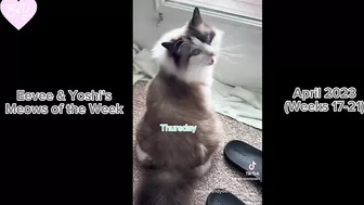 Eevee and Yoshi Meows of the Week Compilation - April 2023 (Weeks 17-21)