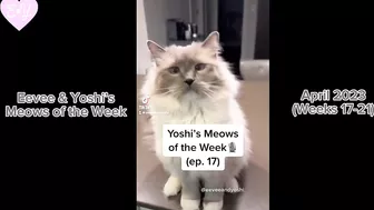 Eevee and Yoshi Meows of the Week Compilation - April 2023 (Weeks 17-21)