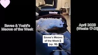 Eevee and Yoshi Meows of the Week Compilation - April 2023 (Weeks 17-21)