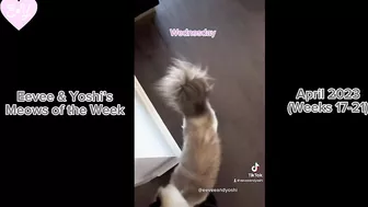 Eevee and Yoshi Meows of the Week Compilation - April 2023 (Weeks 17-21)