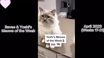 Eevee and Yoshi Meows of the Week Compilation - April 2023 (Weeks 17-21)