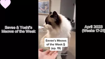 Eevee and Yoshi Meows of the Week Compilation - April 2023 (Weeks 17-21)