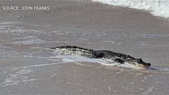 Alligator spotted on beach at Canaveral National Seashore