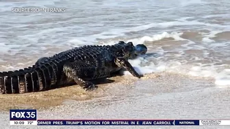 Alligator spotted on beach at Canaveral National Seashore