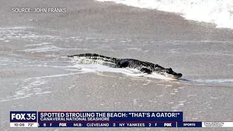 Alligator spotted on beach at Canaveral National Seashore