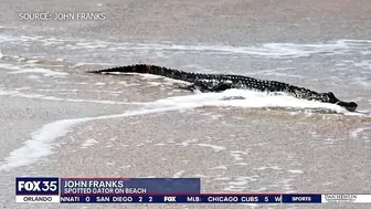 Alligator spotted on beach at Canaveral National Seashore