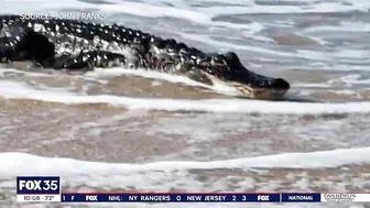 Alligator spotted on beach at Canaveral National Seashore