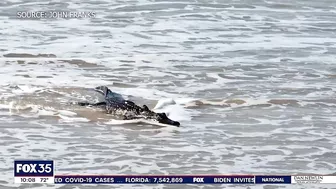 Alligator spotted on beach at Canaveral National Seashore