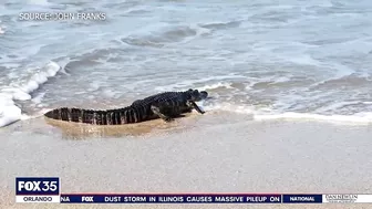 Alligator spotted on beach at Canaveral National Seashore