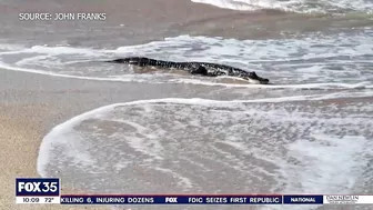 Alligator spotted on beach at Canaveral National Seashore