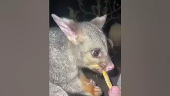 Funny animal videos I found on Instagram and Tiktok 215