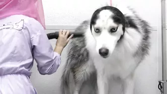 Ok...this one's funny | Husky Dog