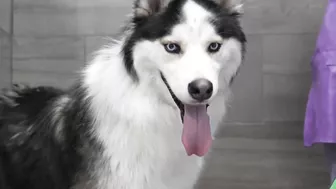 Ok...this one's funny | Husky Dog