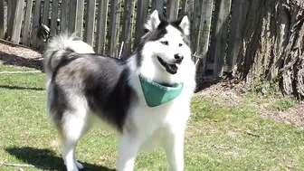 Ok...this one's funny | Husky Dog