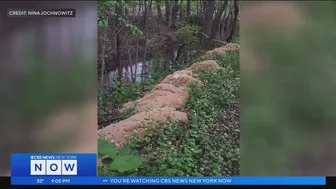 Hundreds of pounds of pasta dumped along N.J. stream