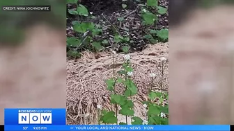 Hundreds of pounds of pasta dumped along N.J. stream