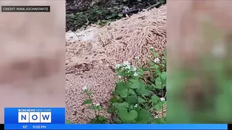 Hundreds of pounds of pasta dumped along N.J. stream