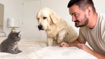 Funny Golden Retriever Reaction to Meeting with Tiny Kitten