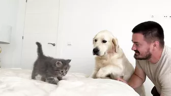 Funny Golden Retriever Reaction to Meeting with Tiny Kitten