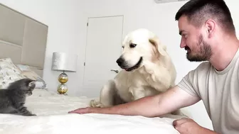 Funny Golden Retriever Reaction to Meeting with Tiny Kitten