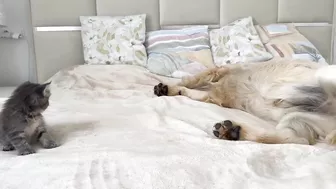 Funny Golden Retriever Reaction to Meeting with Tiny Kitten