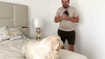 Funny Golden Retriever Reaction to Meeting with Tiny Kitten