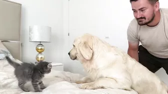 Funny Golden Retriever Reaction to Meeting with Tiny Kitten