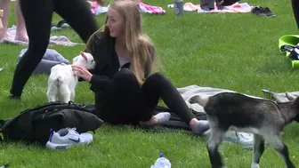 VIDEO | Wisconsin university tries goat yoga to ease stress before final exams